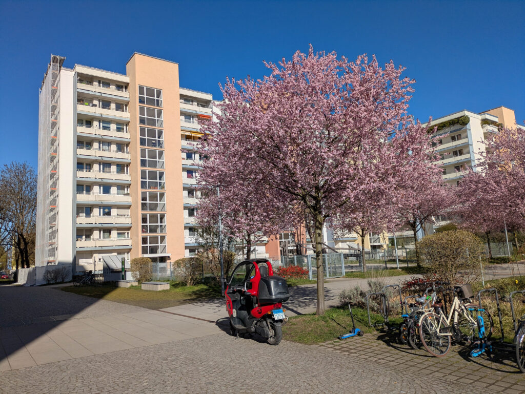 Herrliche Blüte am LAO