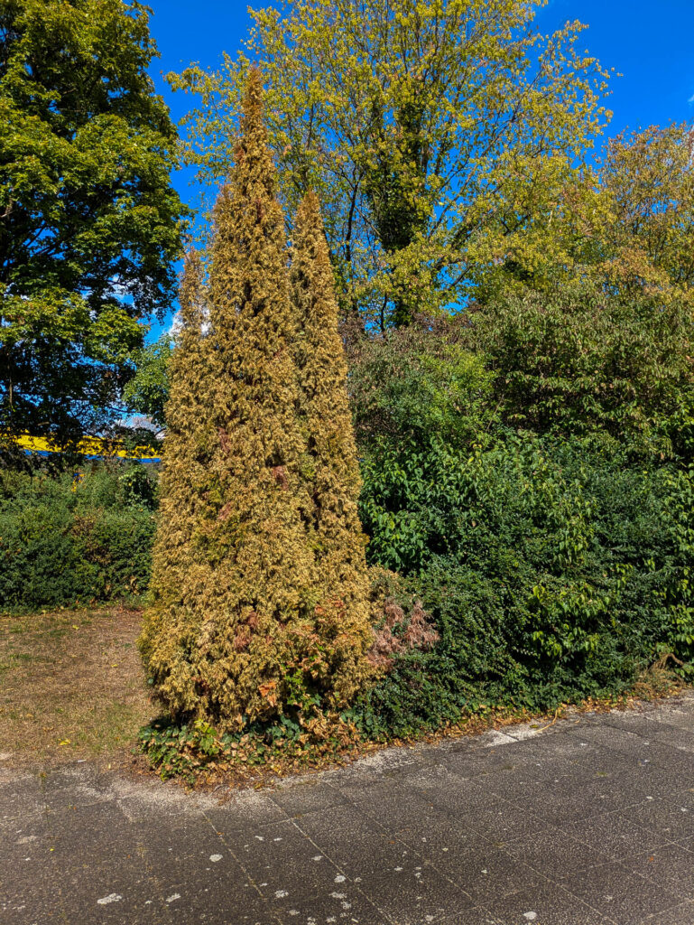 Lebensbäume tot
